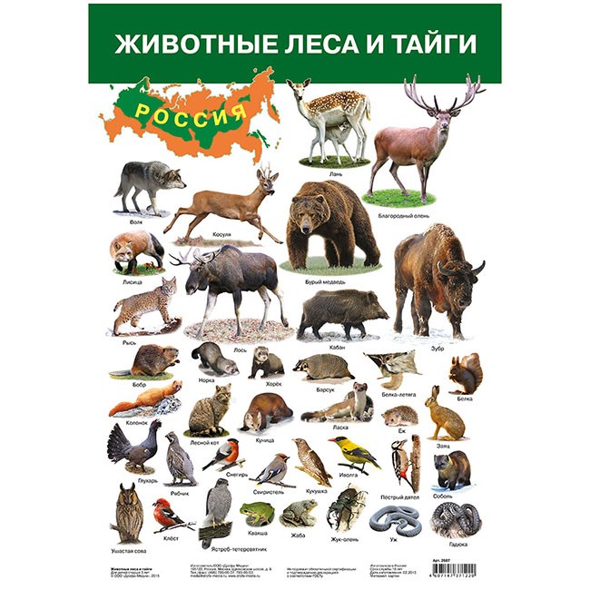 Плакат Животные леса и тайги 2687.