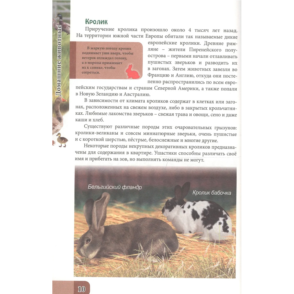 Книга Энциклопедия В Мире знаний 978-5-378-27606-6 Домашние животные Книга Энциклопедия В Мире знаний 978-5-378-27606-6 Домашние животные